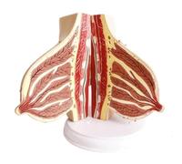 NZPOST Modello anatomico delle lesioni mammarie Modello anatomico del Torace Femminile Modello di Organo Umano per sussidi didattici (D)