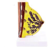 NZPOST Modello anatomico delle lesioni mammarie Modello anatomico del Torace Femminile Modello di Organo Umano per sussidi didattici (B)