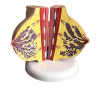 NZPOST Modello anatomico delle lesioni mammarie Modello anatomico del Torace Femminile Modello di Organo Umano per sussidi didattici (E)