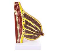 NZPOST Modello anatomico delle lesioni mammarie Modello anatomico del Torace Femminile Modello di Organo Umano per sussidi didattici (C)