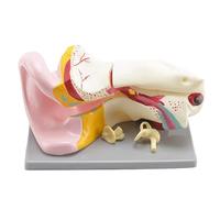 NZPOST Modello anatomico dell'orecchio con ingrandimento 6X Modello anatomico dell'organo Umano Modello didattico colorato per la Comunicazione con i pazienti dell'hotel