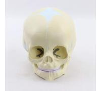 NZPOST Modello anatomico di Cranio Umano, Modello anatomico di Cranio Umano fetale, Design a grandezza Naturale, per la Ricerca Medica e l'insegnamento