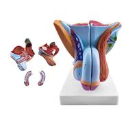 NZPOST Modello anatomico Umano, Modello di Organo riproduttivo Maschile - Modello di perineo Maschile di Anatomia Umana - per l'insegnamento della facoltà di Medicina
