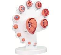 NZPOST Modello del processo di Crescita fetale Modello di Organo Umano Ausilio didattico Medico Anatomia Modello didattico Staccabile per la Ricerca Insegnamento