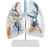 NZPOST Modello di Anatomia Medica Trasparente dell'apparato respiratorio Umano ingrandito 2 Volte per l'apprendimento del Modello di Organo Umano