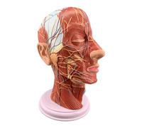 NZPOST Modello di Anatomia Superficiale della Testa Umana Modello di dimostrazione neurovascolare e Muscolare della Testa Modello di Organo per Studio e apprendimento