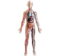 NZPOST Modello di Corpo Umano Trasparente Modello di Anatomia degli organi Interni Umani Staccabili Modello di Organo Umano per l'insegnamento della biologia