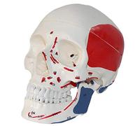 NZPOST Modello di Cranio Umano con segni sulle origini dei Muscoli