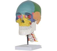 NZPOST Modello di Cranio Umano, Modello anatomico del Cranio o Una Colonna vertebrale Naturale di Dimensioni e Colori utilizzata per la Ricerca scientifica didattica