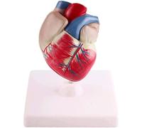 NZPOST Modello di Cuore Staccabile Modello anatomico Umano ingrandito per la Ricerca didattica sull'istruzione Medica Modello anatomico del Cuore M
