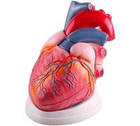 NZPOST Modello di Cuore Staccabile Modello anatomico Umano ingrandito per la Ricerca didattica sull'istruzione Medica Modello anatomico del Cuore M