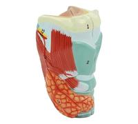 NZPOST Modello di Organo Umano Modello anatomico della Gola Umana con segni digitali Modello Medico colorato per l'insegnamento e la visualizzazione