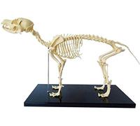 NZPOST Modello di Scheletro di Cane con Supporto in plastica, Modello didattico di Anatomia, dimostrazione didattica di biologia Umana e veterinaria