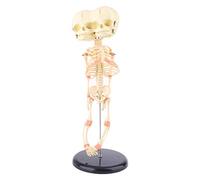 NZPOST Modello di Scheletro Umano deformato per la Ricerca sulla Testa e sul Cranio, Modello anatomico didattico da esporre