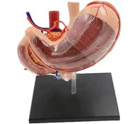 NZPOST Modello di Stomaco 4D Modello di Organo digestivo per la Ricerca Medica Struttura Pancreas Duodeno Modello anatomico