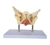 NZPOST Modello di Utero pelvico Femminile Modello di Anatomia dell'utero Modello di organi Umani Rimovibili per la Pianificazione familiare e l'insegnamento della Medicina E
