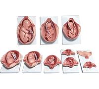 NZPOST Modello didattico, Modello anatomico degli organi della Gravidanza Umana - Modello del processo di Crescita e Sviluppo fetale - per Studio Medico