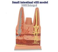NZPOST Modello digestivo Umano Modello anatomico dei Villi dell'intestino Tenue Umano Modello di organi per l'insegnamento della biologia Medica (A)