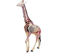 NZPOST Modello educativo Giraffa Modello Giraffa 4D Modello Medico con 27 organi Rimovibili Parti del Corpo per Studio Medico