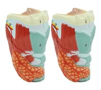 NZPOST Modello Medico anatomico colorato Modello di Gola Umana Modello di organi anatomici della Gola per la Ricerca Medica Modello di Organo Umano (