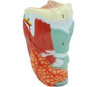 NZPOST Modello Medico anatomico colorato Modello di Gola Umana Modello di organi anatomici della Gola per la Ricerca Medica Modello di Organo Umano (