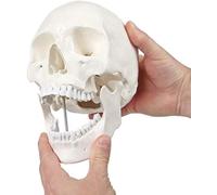 NZPOST Modello Medico anatomico del Cranio Umano, Modello del Cranio Umano 1, 1 per l'educazione all'anatomia del Cranio articolato, in Modo Naturale