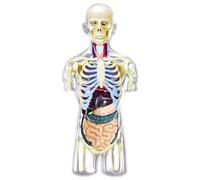 NZPOST Modello Trasparente di metà Corpo Umano, Modello di Anatomia di organi, visceri, Pelle, reni e polmoni, Modello per l'insegnamento Medico (A)