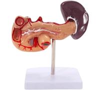 NZPOST Pancreas Milza Organi Epatobiliari Duodenali Modello 1:1 Pancreas Modello Anatomico Viscerale Miglior Ausilio Didattico Organo Umano M
