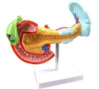 NZPOST Pancreas Milza Organi Epatobiliari Duodenali Modello 1:1 Pancreas Modello Anatomico Viscerale Miglior Ausilio Didattico Organo Umano M