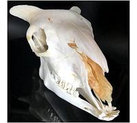 NZPOST Replica di Vero Teschio di Pecora - Modello di Teschio Altamente simulato - Modello di Testa di Teschio di Pecora a grandezza Naturale 1:1 Art B1Vet Medicine Vete