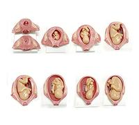 NZPOST Strumenti didattici, Modello anatomico del Bacino in Gravidanza, Modello di Sviluppo fetale Umano, Modello anatomico degli organi in Gravidanza, 1-9°