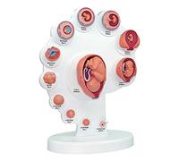NZPOST Strumenti didattici, Modello del processo di Crescita degli organi del feto, Modello fetale, Modello di Sviluppo dell'embrione uterino del feto, insegnamento dell'anatomia Umana