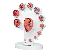 NZPOST Strumenti didattici, Modello di Sviluppo dell'embrione uterino del feto, Modello del processo di Crescita degli organi del feto, Modello fetale, insegnamento dell'anatomia Umana