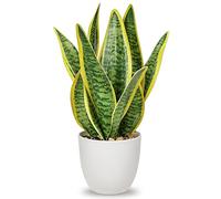 Oairse 31cm Sansevieria Pianta artificiale in vaso, piccola pianta d'appartamento, pianta di serpente artificiale, piante artificiali come vere, perfetta per bagno, camera da letto, casa
