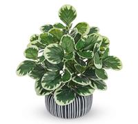 Oairse Piante artificiali in vaso, pianta artificiale, peperomia con foglie di menta, decorazione per desktop, bonsai, piante artificiali con vasi, decorazione da tavolo, casa, balcone, ufficio