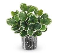 Oairse Piante artificiali in vaso, pianta artificiale, peperomia con foglie di menta, decorazione per desktop, bonsai, piante artificiali con vasi, decorazione da tavolo, casa, balcone, ufficio
