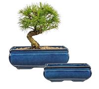 Oairse Set di 2 vasi per bonsai, piante grasse poco profonde, per bonsai vivi, vaso in ceramica per piante grasse da interno con foro di drenaggio, per piante grasse da esterno, vaso da fiori in