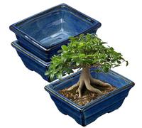Oairse Set di 2 vasi per bonsai poco profondi, per bonsai vivi, vaso in ceramica da 16 cm, per piante grasse da interno/esterno con foro di drenaggio, vaso per piante cactus, vaso per fiori blu