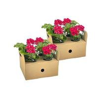 Oasis of Life Geranio Pelargonium peltatum Mexican Ruby - Set di 8 piante da balcone sospese con fiori rossi rosa intenso, diametro 12 cm, altezza 20 cm, per fioriera, pensile, balcone e terrazza