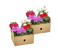 Oasis of Life Set di 8 piante da balcone sospese in rosso, bianco, rosa e viola, pelargonium peltatum, diametro 12 cm, altezza 20 cm, per fioriere, balconi, terrazze e giardini