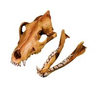 Obotsnoi Anatomicamente Accurato Testa di Lupo Osso Scultura Resine Artigianale Modello di Cranio Animale Repliche Per Istruzione Scienza Display Decorativo Wolf Skull Studio Desk Ornament