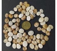 OCCHI DI SANTA LUCIA VENDITA A SCELTA