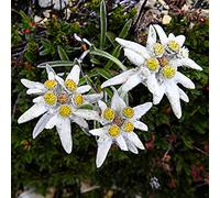 Oce180anYLVUK semi di stella alpina,50 Pz/borsa Semi di Edelweiss Semi di Leontopodium Alpinum compatti resistenti al freddo perenni per balcone Edelweiss seeds