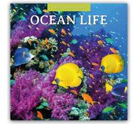 Ocean Life - Leben im Ozean 2026 - 16-Monatskalender: Original Red Robin Publishing Ltd-Kalender [Mehrsprachig] [Kalender]