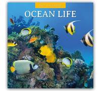 Ocean Life - Leben im Ozean 2027 - 16-Monatskalender: Original Red Robin Publishing Ltd-Kalender [Mehrsprachig] [Kalender]