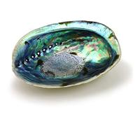 Ocean Shell Studios 12,7-15,2 cm di abalone naturale di alta qualità (Pāua) per sbavature, pulizia della casa, meditazione, artigianato con conchiglie, porta incenso, decorazione per la casa, 100%