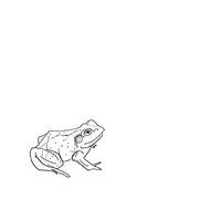 O'Donovan, Aoife - Bull Frogs Croon (And Other Songs)