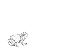 O'Donovan Aoife - Bull Frogs Croon (And Other Songs)