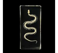 OFDWFFYM Esemplare di scheletro completo di vero animale in acrilico per l'educazione scientifica, ottimo regalo per gli appassionati di tassidermia (Color : Snake)