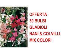 OFFERTA 30 BULBI GLADIOLI NANI & COLVILLI IN MIX DI COLORI BULBS